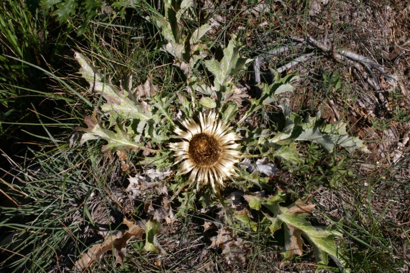 Carlina acaulis L. subsp. caulescens (Lam.) Schübler & G.Martens, 1834 - Carline caulescente