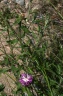 Centaurea aspera L., 1753 - Centaurée rude