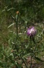 Centaurea aspera L., 1753 - Centaurée rude