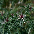 Centaurea calcitrapa L., 1753 - Centaurée chausse-trape