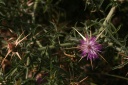 Centaurea calcitrapa L., 1753 - Centaurée chausse-trape