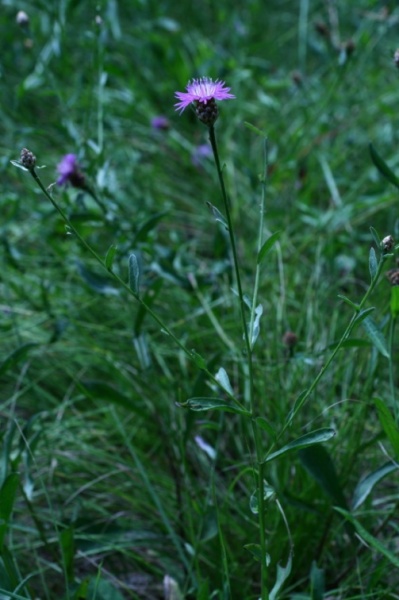 Centaurea jacea L., 1753 - Centaurée jacée