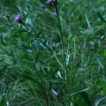 Centaurea jacea L., 1753 - Centaurée jacée