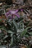 Centaurea jordaniana Godr. & Gren. subsp. jordaniana - Centaurée couchée de Jordan