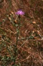 Centaurea paniculata L. subsp. leucophaea (Jord.) Arcang., 1882 - Centaurée gris clair