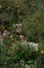 pilosella cymosa-subsp.sabina