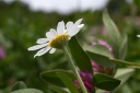 tanacetum cinerariifolium