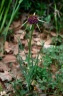 tragopogon porrifolius