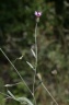 xeranthemum cylindraceum