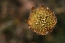 xeranthemum inapertum