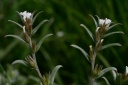 Buglossoides arvensis-subsp.arvensis