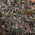 Aethionema saxatile (L.) R.Br. subsp. saxatile - Aéthionème des rochers