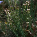 Aethionema saxatile (L.) R.Br. subsp. saxatile - Aéthionème des rochers