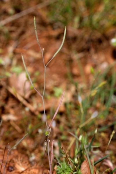 Arabidopsis thaliana (L.) Heynh., 1842 - Arabidopsis de Thal