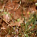 Arabidopsis thaliana (L.) Heynh., 1842 - Arabidopsis de Thal
