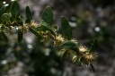 Buxaceae