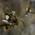 Buxus sempervirens L., 1753 - Buis