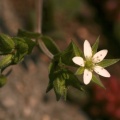 Arenaria serpyllifolia L., 1753- Sabline à feuilles de serpolet