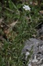 Cerastium arvense L. subsp. suffruticosum (L.) Ces., 1844 - Céraiste suffrutescent