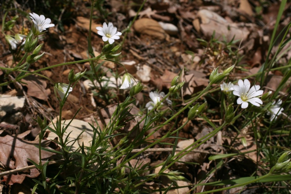 Cerastium arvense L. subsp. suffruticosum (L.) Ces., 1844 - Céraiste suffrutescent