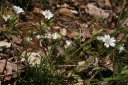 Cerastium arvense-subsp.suffruticosum