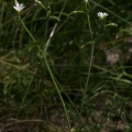 Cerastium fontanum Baumg. subsp. vulgare (Hartm.) Greuter & Burdet, 1982 - Céraïste commun