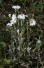 Cerastium tomentosum L., 1753   - Céraiste suffrutescent