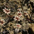 Chaetonychia cymosa (L.) Sweet, 1839  - Paronyque en cyme