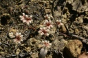 Chaetonychia cymosa (L.) Sweet, 1839  - Paronyque en cyme