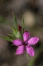 Dianthus armeria L., 1753  - Œillet Arméria