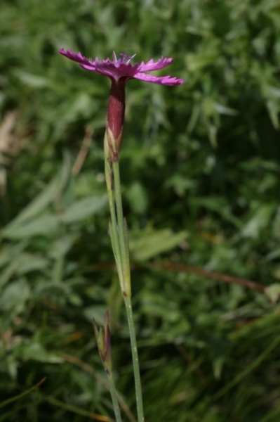 Dianthus deltoides L., 1753 - Œillet deltoïde