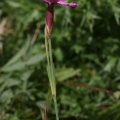Dianthus deltoides L., 1753 - Œillet deltoïde