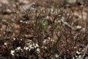 Minuartia hybrida-subsp.laxa