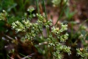 Scleranthus annuus-subsp.polycarpos