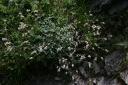 Silene vulgaris-subsp.prostrata
