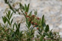 coriaria myrtifolia