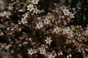 sedum dasyphyllum