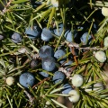 Juniperus communis L., 1753 - Genévrier commun