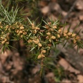 Juniperus communis L., 1753 - Genévrier commun