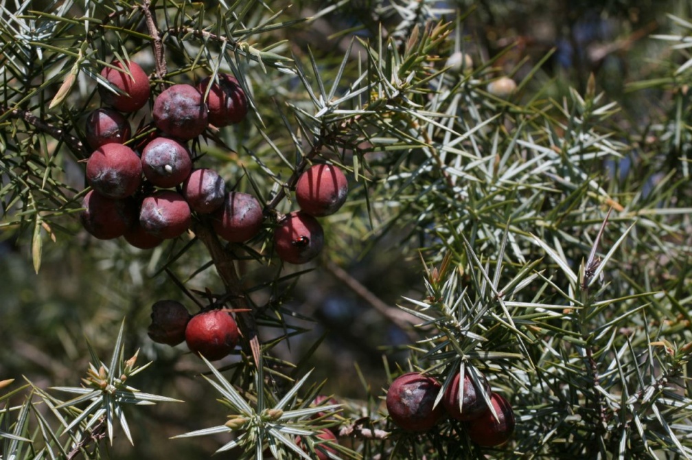 Juniperus oxycedrus L., 1753 - Cade