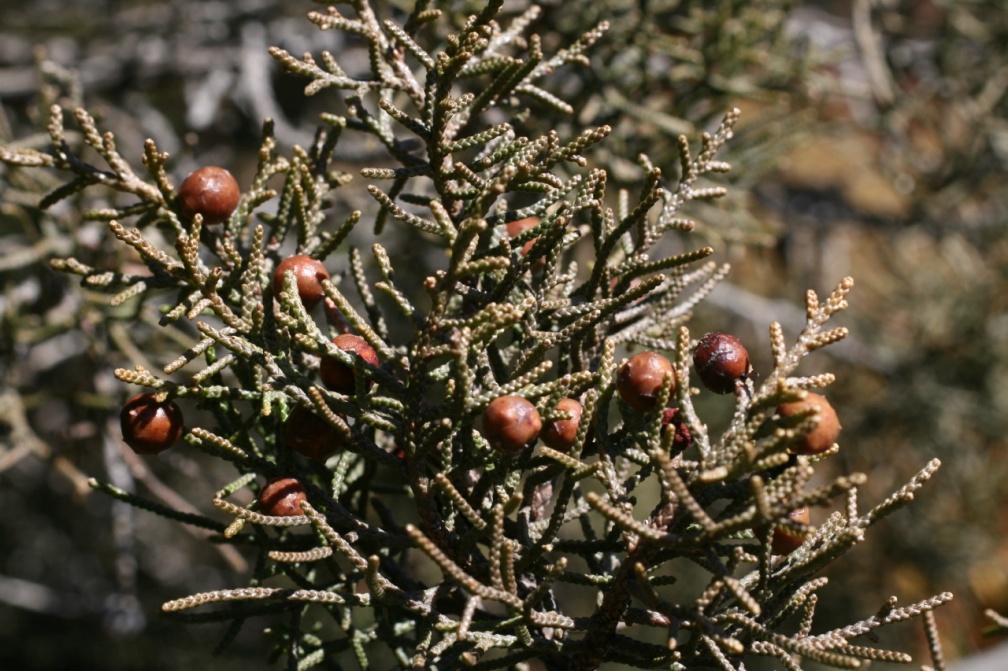 Juniperus phoenicea L., 1753 - Genévrier de Phénicie