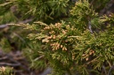 juniperus sabina