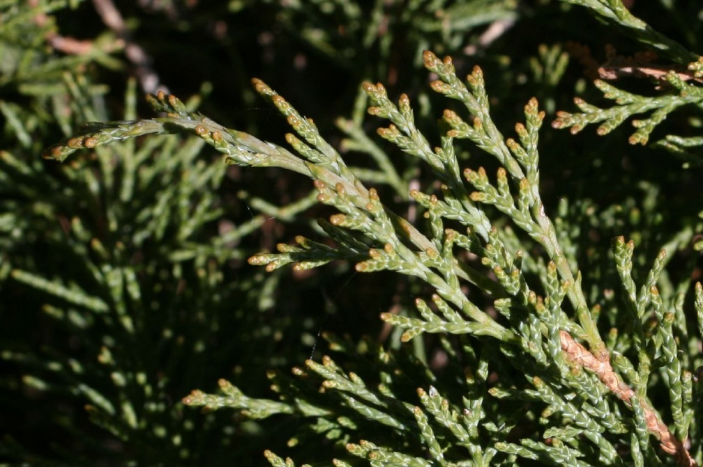 Juniperus sabina L., 1753 - Genévrier sabine