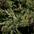 Juniperus sabina L., 1753 - Genévrier sabine