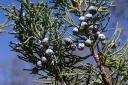juniperus thurifera