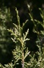 Juniperus thurifera L., 1753 - Genévrier thurifère