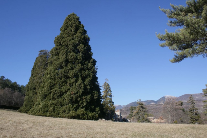 Sequoiadendron giganteum (Lindl.) J.Buchholz, 1939 - Séquoia géant