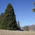 Sequoiadendron giganteum (Lindl.) J.Buchholz, 1939 - Séquoia géant