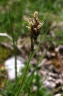 carex curvula-subsp.rosae