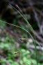 carex flacca-subsp.claviformis